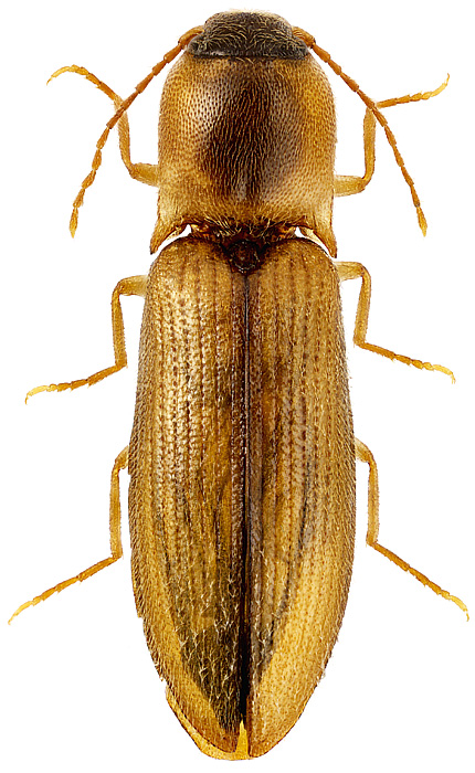 Agriotes (Agriotes) integricollis Reitter, 1911