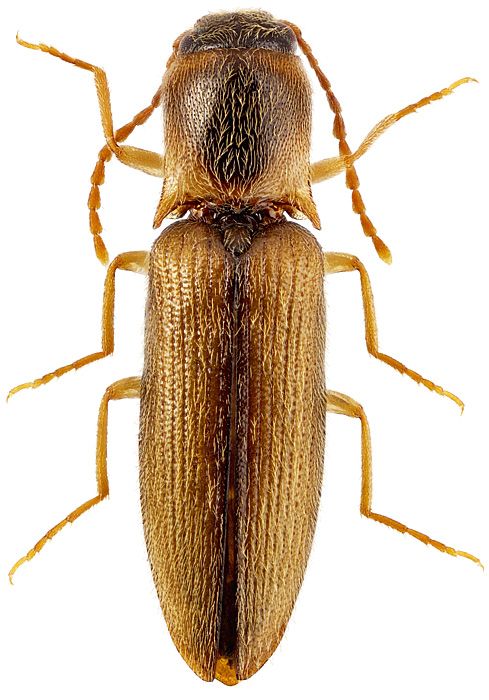 Agriotes (Agriotes) integricollis Reitter, 1911