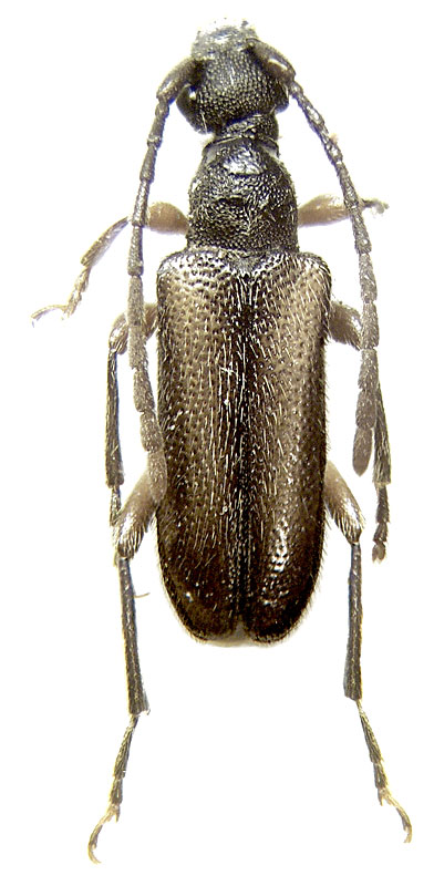 
   Pseudalosterna elegantula  