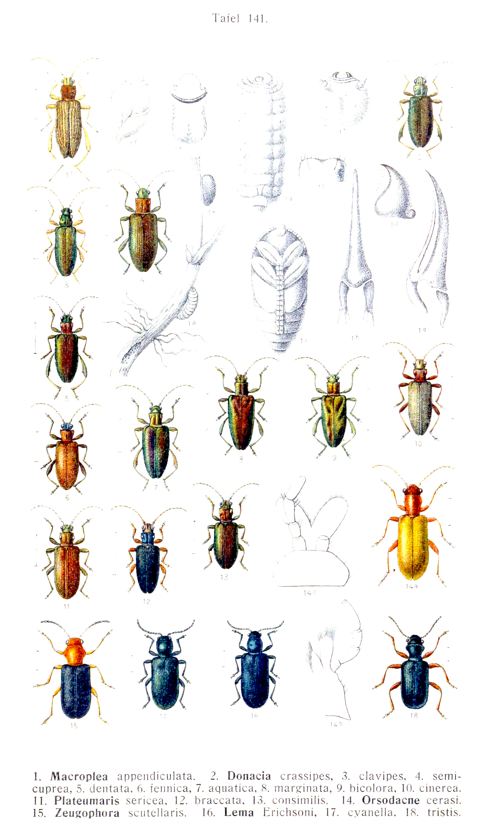 Определитель рисунка. Donacia Fennica. Orsodacne Cerasi личинка. Macroplea appendiculata. Определи жука по рисунку.