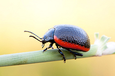 Chrysolina gypsophilae