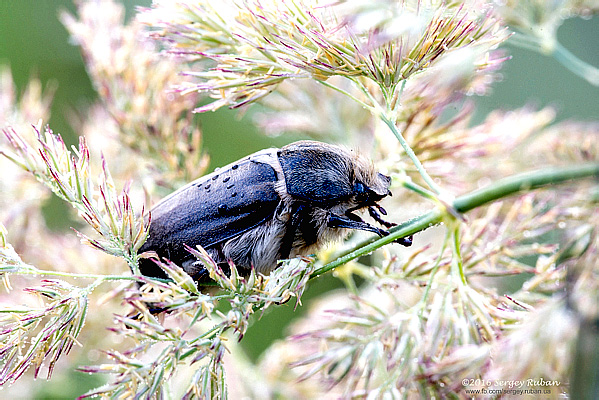 Anoxia pilosa (F., 1792)
