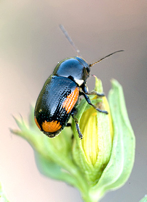 Cryptocephalus moraei (L., 1758)