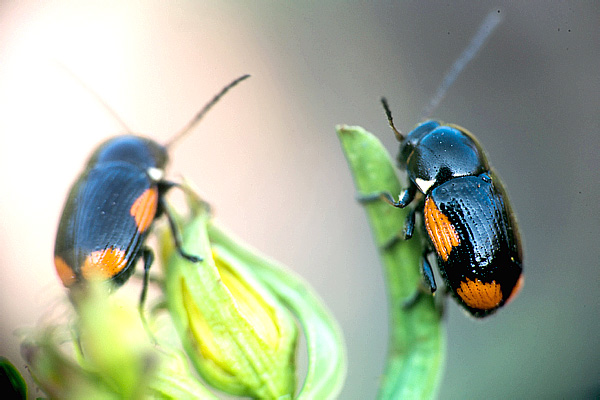 Cryptocephalus moraei (L., 1758)