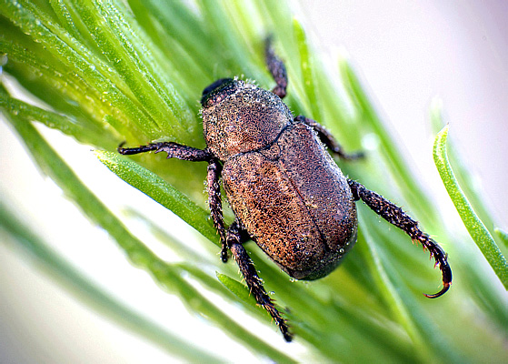 Hoplia graminicola (F., 1792)