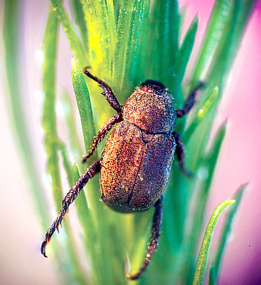 Hoplia graminicola (F., 1792)