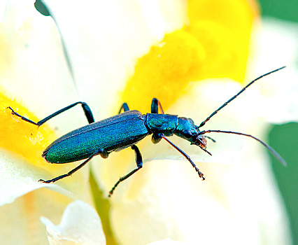 Ischnomera cyanea (F., 1787) 