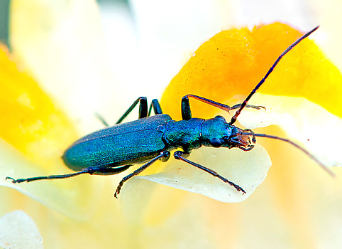 Ischnomera cyanea (F., 1787) 