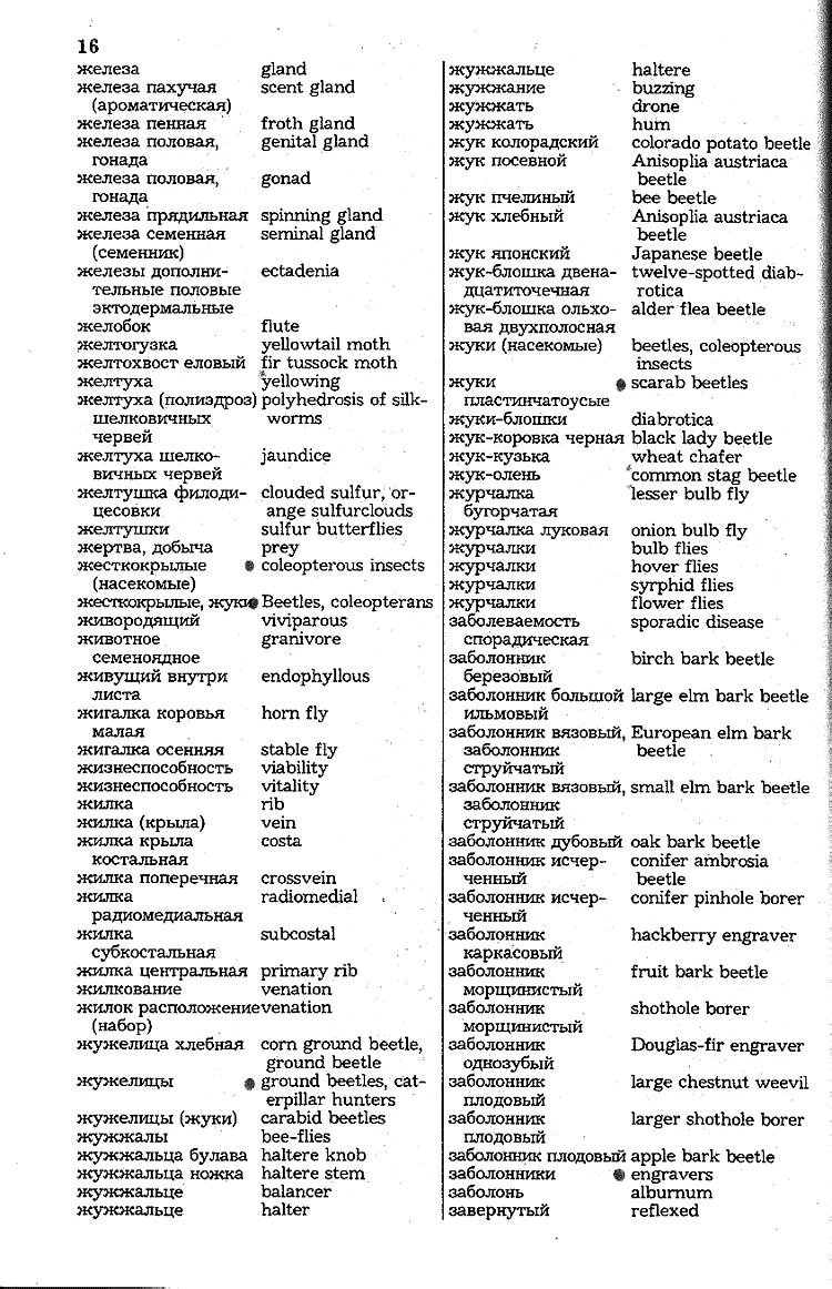 Бесплатный Англиско-Русский Словарь Переводчик