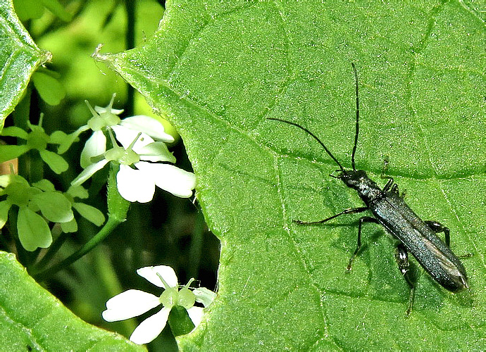 Oedemera (s.str.) prope virescens (L., 1767), male</b> - det. A.Kovalev