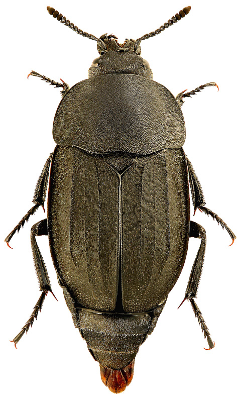 Aclypea undata (Mueller, 1776)
