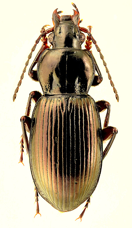 Pterostichus (Cryobius) ventricosus (Esch., 1823)