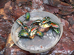 Dicranorrhina derbyana layardi Westwood
