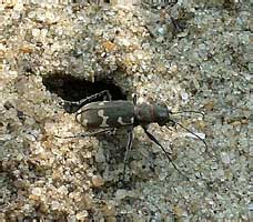  Cicindela hybrida L. (Carabidae)