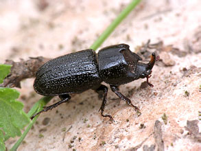Sinodendron cylindricum