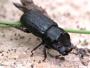 Sinodendron cylindricum