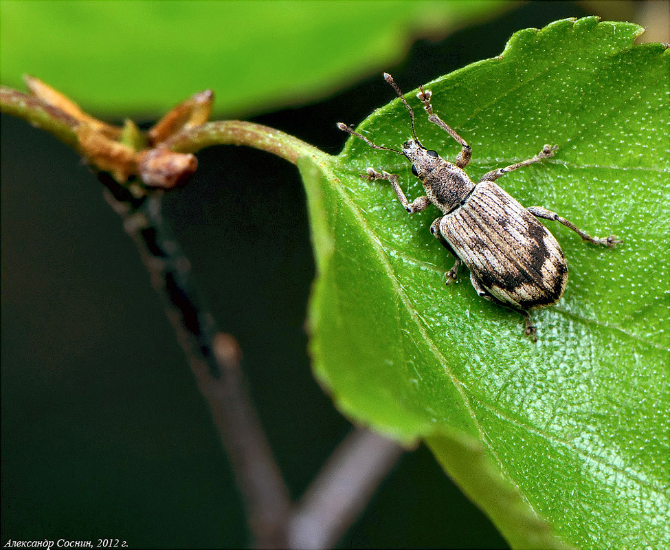 Polydrusus undatus (Fabricius, 1781)