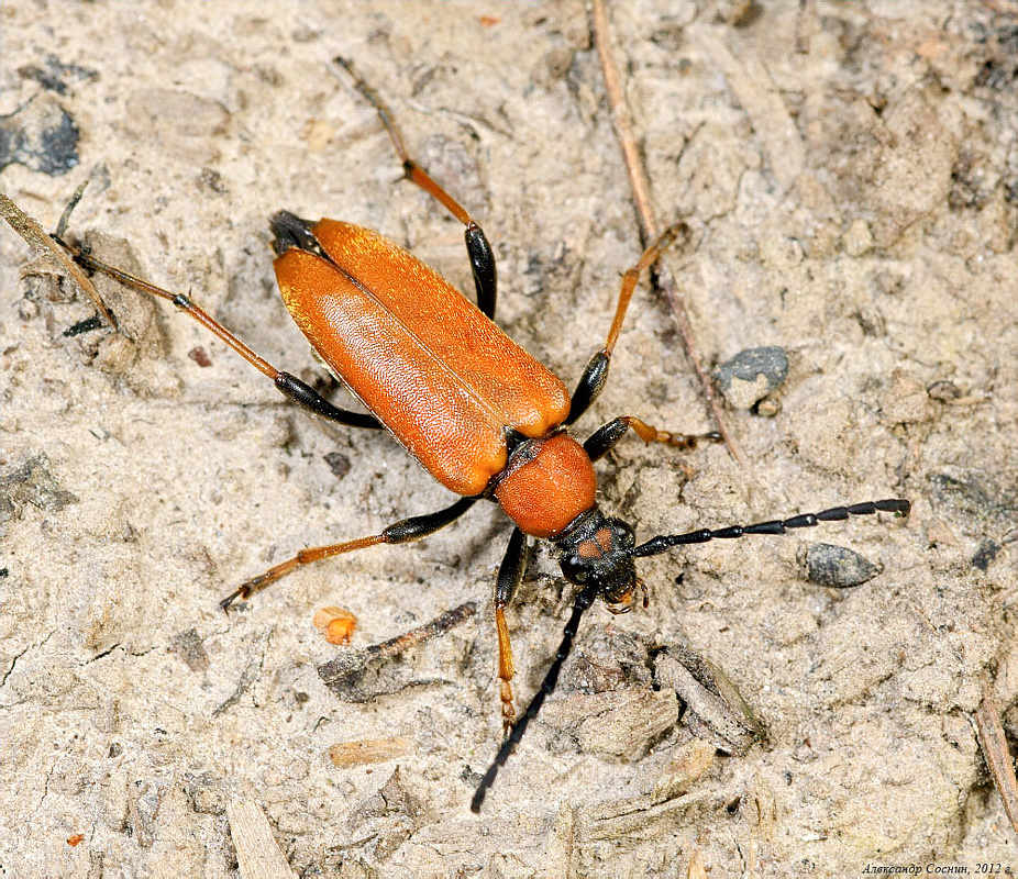 Aredolpona rubra  (Linnaeus, 1758) - 