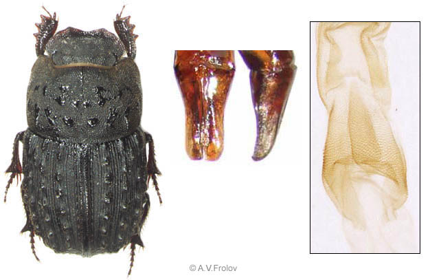 Sarophorus tuberculatus