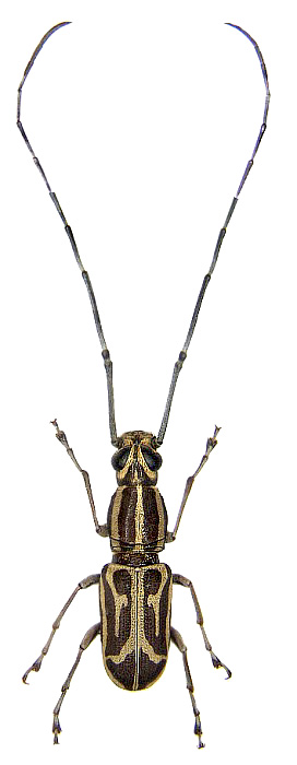 Xenocerus mesites Jordan, 1913 (Anthribidae) - photo by Udo Schmidt