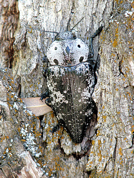 Capnodis miliaris miliaris (Klug, 1829)