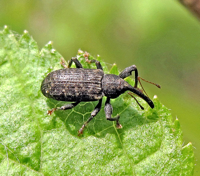 Dorytomus sp. pr. kerzhneri Egorov & Korotyaev, 1974</b> - det. I. Zabaluev