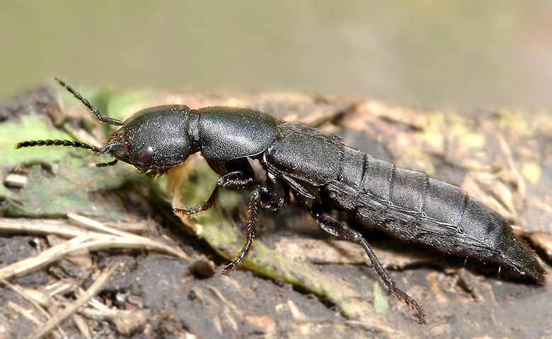 Ocypus nitens (Schrank, 1781)