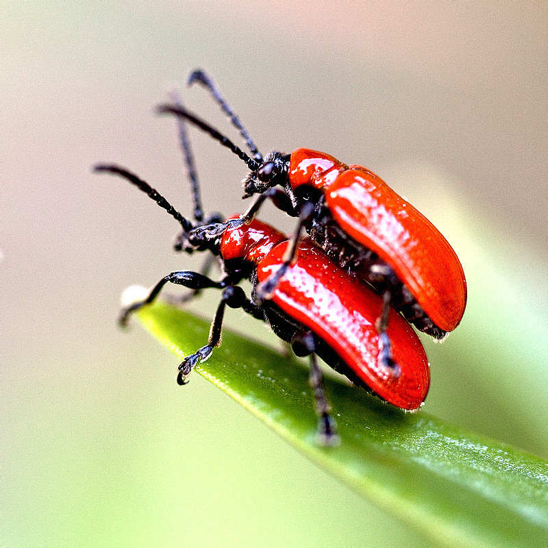 Жуки листоеды Chrysomelidae трещалка