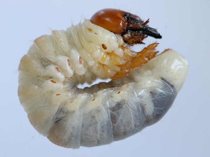 Личинка жука оленя фото и описание