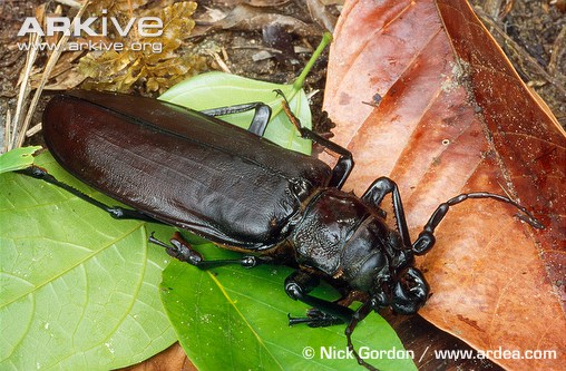 Titan-beetle-on-leaves.jpg