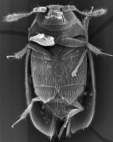 Ussurilumpia trichaptumi  Polilov,  2008