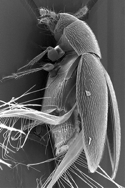Ussurilumpia trichaptumi  Polilov,  2008