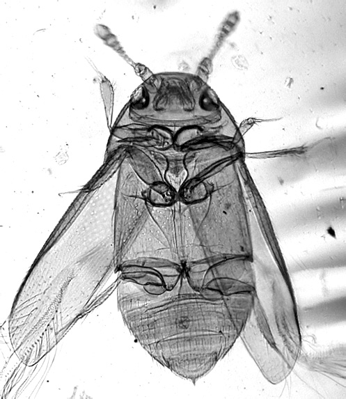 Ussurilumpia trichaptumi  Polilov,  2008