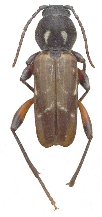  Xylotrechus hircus  