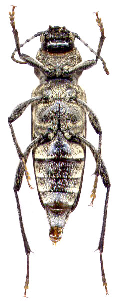  Xylotrechus rusticus 