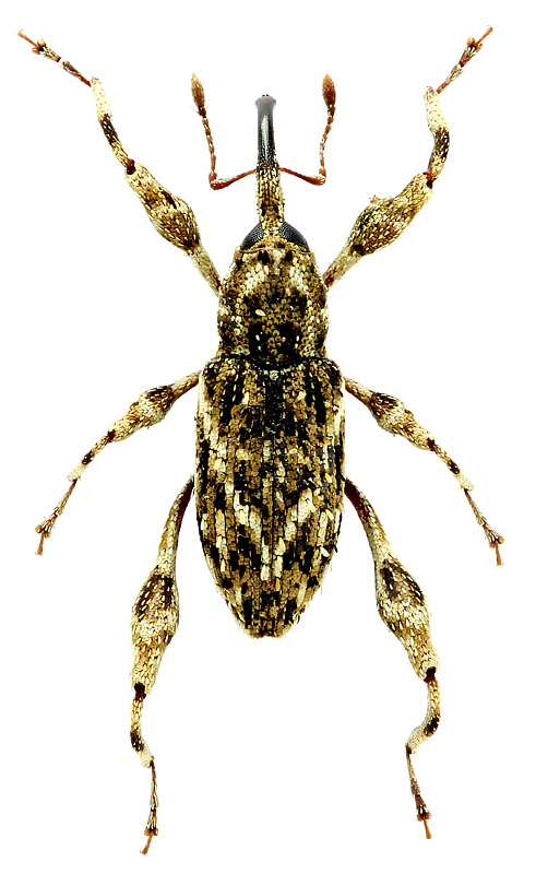 Acicnemis sp. 2
