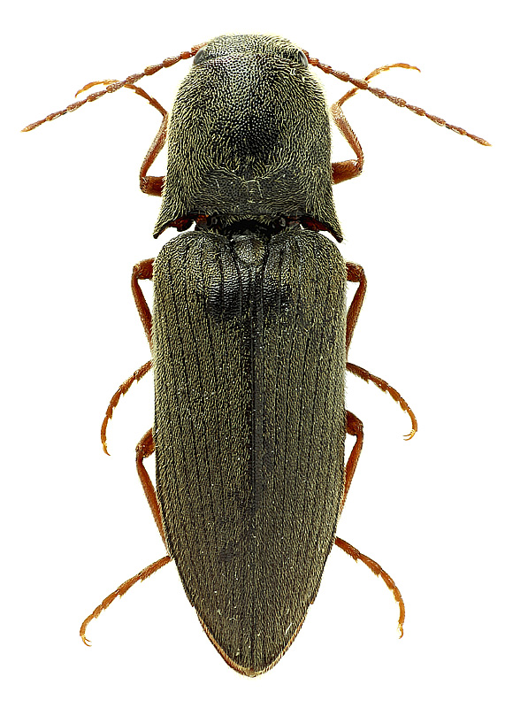 Agriotes gurgistanus (Falderman, 1835)