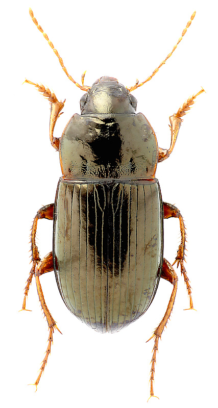 Amara (Paracelia) sp.