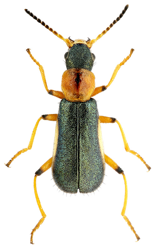 Apalochrus sp.