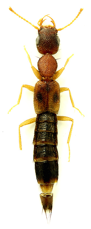 Astenus bimaculatus auliensis Coiffait, 1984