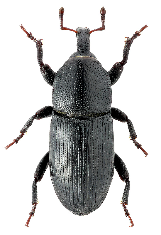 Baris noaeae (Becker, 1875)