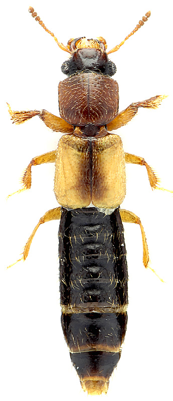 Bledius (Elbidus) hinnulus Erichson, 1840