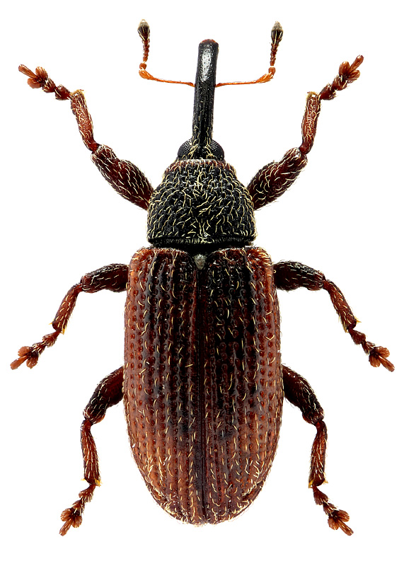 Bradybatus (s. str.) kellneri Bach, 1854