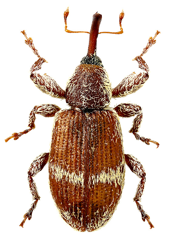 Bradybatus (Nothops) tadzhikorum Ter-Minasian, 1960