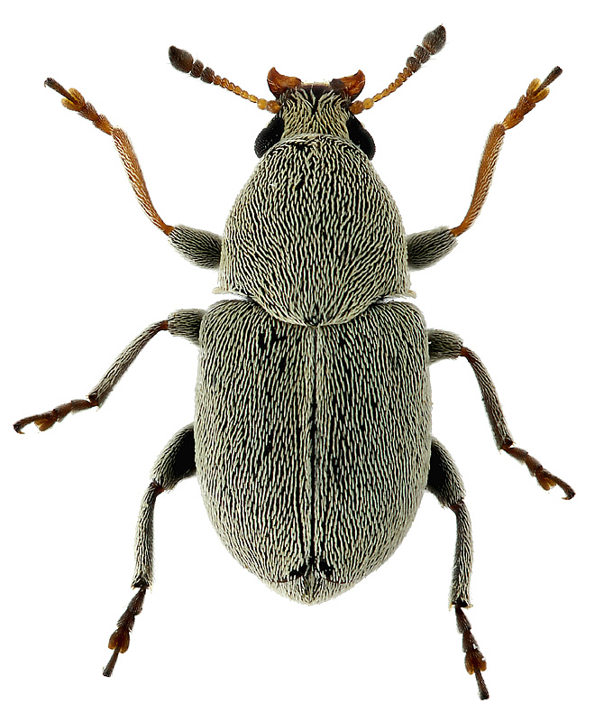 Bruchela anatolica (Pic, 1904)
