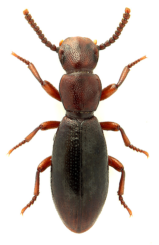 Dichillus (Dichillinus) explanatus Reitter, 1900</b> - det. M.Nabozhenko, 2018