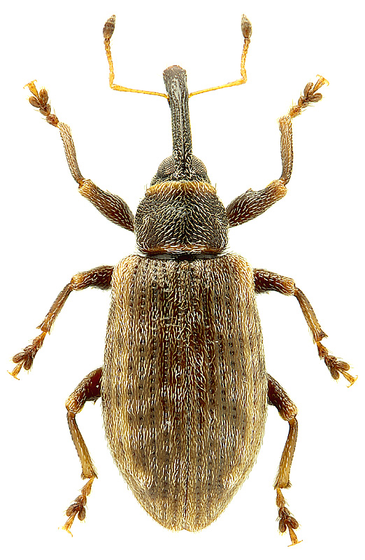 Dorytomus ? egorovi Korotyaev, 1976