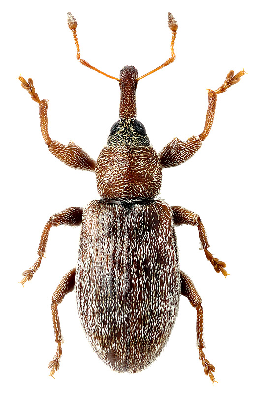 Dorytomus leucophyllus (Motschulsky, 1845)