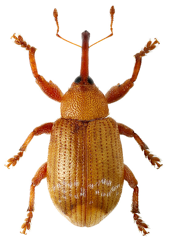 Dorytomus peneckei Zumpt, 1933