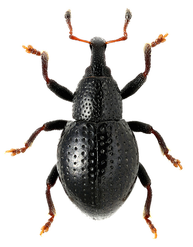 Leiosoma reitteri Bedel, 1884